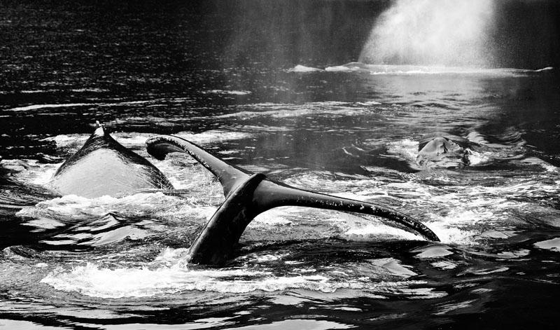 Pod of Humpbacks.jpg